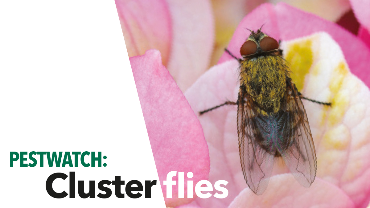 PestWatch Cluster Flies indepth look at control and management The typical cluster fly Pollenia rudis is about 7mm long, has short golden-coloured hairs on the thorax and irregular light and dark grey areas on the abdomen. Cluster flies are typically slow moving and pass the winter as adults so are very common in early spring.